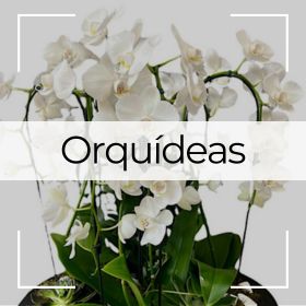 Orquídeas